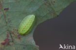 The Festoon (Apoda limacodes)