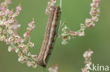 Meldevlinder (Trachea atriplicis)