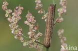 Orache Moth (Trachea atriplicis)