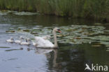 Knobbelzwaan (Cygnus olor)