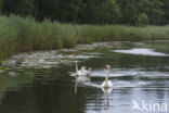 Knobbelzwaan (Cygnus olor)