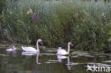 Knobbelzwaan (Cygnus olor)