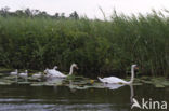 Knobbelzwaan (Cygnus olor)