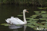 Knobbelzwaan (Cygnus olor)