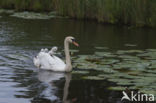 Knobbelzwaan (Cygnus olor)