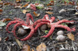 Inktviszwam (Clathrus archeri)