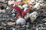 Inktviszwam (Clathrus archeri)