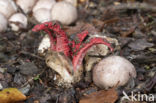 Inktviszwam (Clathrus archeri)