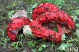 Inktviszwam (Clathrus archeri)