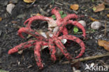 Inktviszwam (Clathrus archeri)