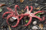 Inktviszwam (Clathrus archeri)