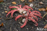 Inktviszwam (Clathrus archeri)