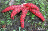 Inktviszwam (Clathrus archeri)