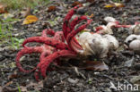 Inktviszwam (Clathrus archeri)