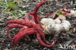 Inktviszwam (Clathrus archeri)