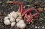 Inktviszwam (Clathrus archeri)