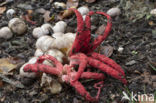 Inktviszwam (Clathrus archeri)