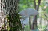 Veiled Oyster (Pleurotus dryinus)