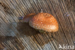 Pholiota populnea