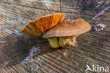 Wollige bundelzwam (Pholiota populnea)