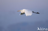 Grote zilverreiger (Casmerodius albus)