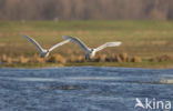 Kleine zwaan (Cygnus bewickii)