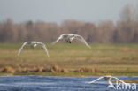 Kleine zwaan (Cygnus bewickii)