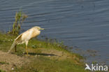 Squacco Heron (Ardeola ralloides)