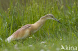 Squacco Heron (Ardeola ralloides)