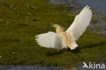 Squacco Heron (Ardeola ralloides)