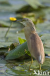 Squacco Heron (Ardeola ralloides)