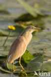 Squacco Heron (Ardeola ralloides)