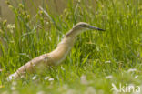 Squacco Heron (Ardeola ralloides)