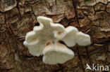 Plooivlieswaaiertje (Plicaturopsis crispa)