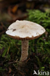 Poison Pie (Hebeloma crustuliniforme)