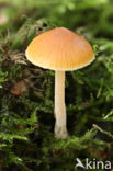 Groot mosklokje (Galerina clavata)