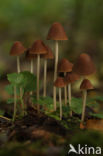 Conical Brittlestem (Psathyrella conopilus)