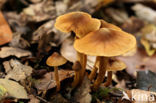 Bleke geelvezelgordijnzwam (Cortinarius saniosus)