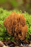 Upright coral (Ramaria stricta)