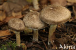 Geringde ridderzwam (Tricholoma cingulatum)