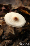 Stinkparasolzwam (Lepiota cristata)