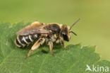 Andrena ovatula