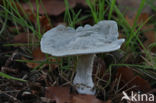 Groene anijstrechterzwam (Clitocybe odora)