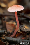 Adonismycena (Mycena adonis)