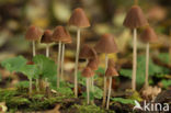 Conical Brittlestem (Psathyrella conopilus)