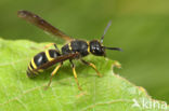 Ancistrocerus trifasciatus