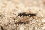 Sparasion cephalotes