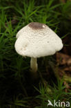 Spikkelplooiparasol (Leucocoprinus brebissonii)