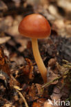 Eikenbladzwammetje (Collybia dryophila)