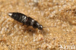 Acrotona amplicollis